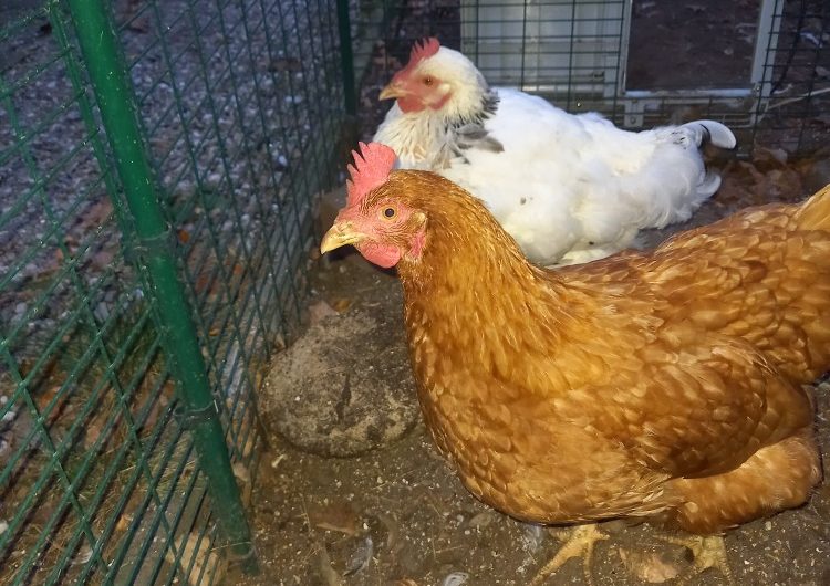 Fütterung der Hühner
