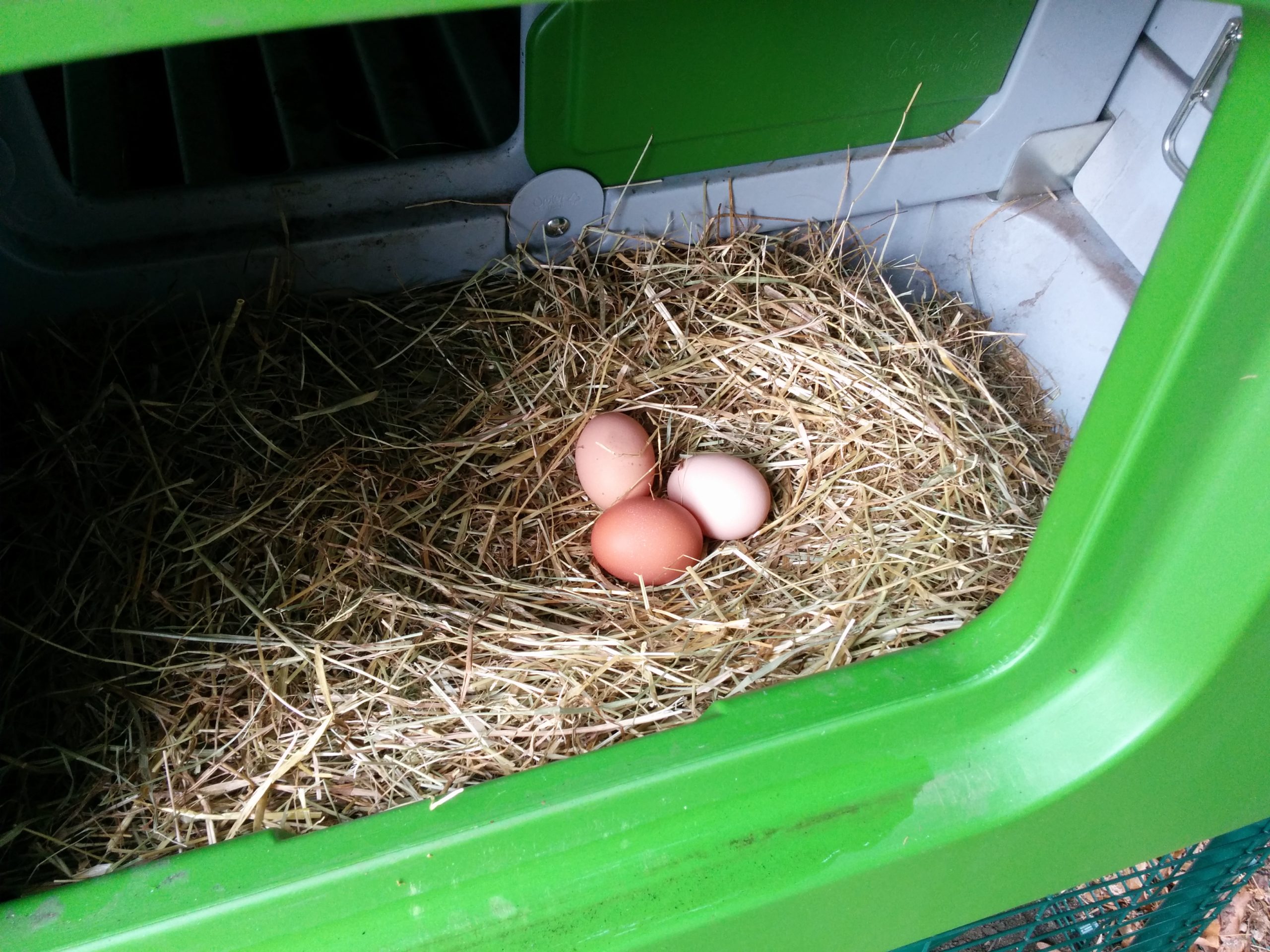 Volles Nest